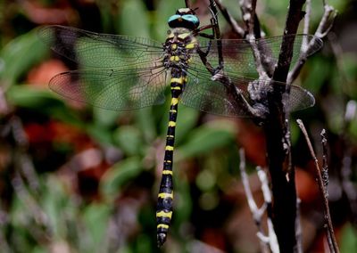 Cordulegaster diadema; Apache Spiketail