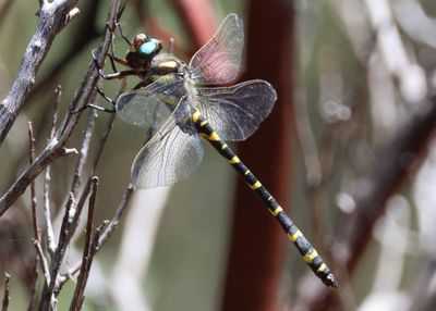Cordulegaster diadema; Apache Spiketail