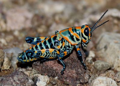 Dactylotum bicolor; Rainbow Grasshopper