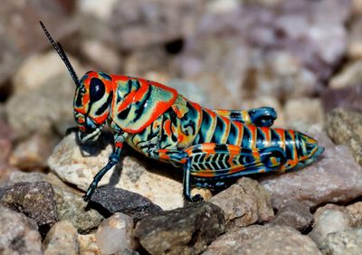 Dactylotum bicolor; Rainbow Grasshopper