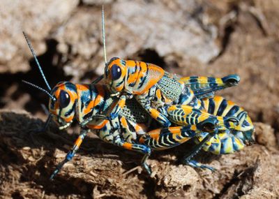 Dactylotum bicolor; Rainbow Grasshopper pair