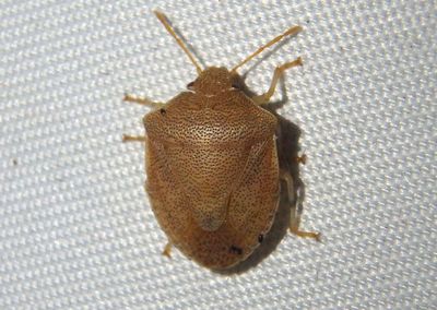 Dendrocoris reticulatus; Stink Bug species