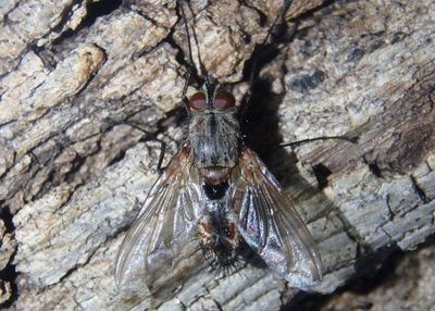 Dexiini Tachinid Fly species; male