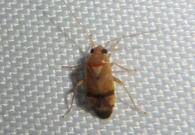 Dichrooscytus cuneatus; Plant Bug species