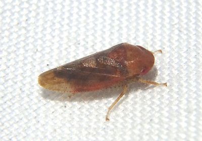 Dragonana dracontea; Leafhopper species