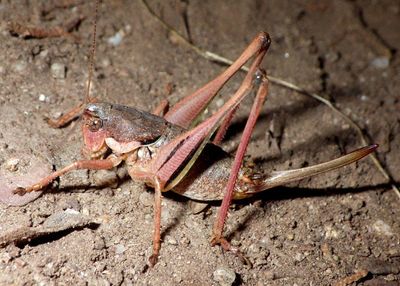 Eremopedes balli; Ball's Shield-backed Katydid; female