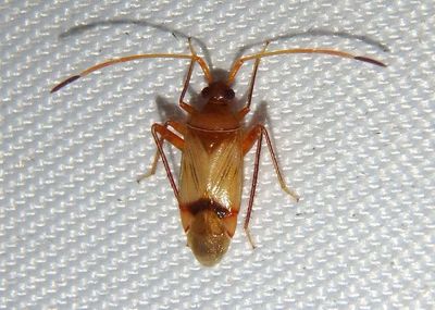 Eustictus pusillus; Plant Bug species