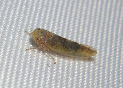 Eutettix Leafhopper species