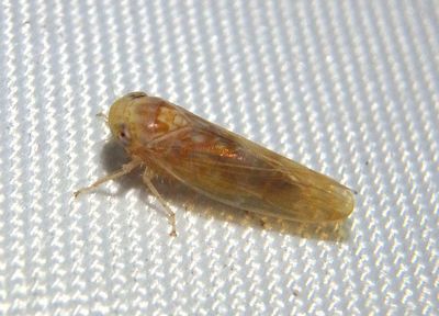 Eutettix Leafhopper species