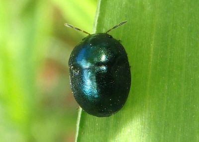 Galgupha Ebony Bug species