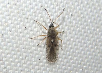 Gargaphia iridescens; Lace Bug species