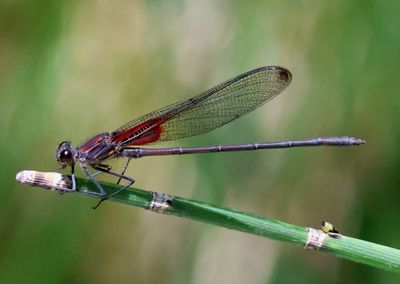 Hetaerina vulnerata; Canyon Rubyspot; male