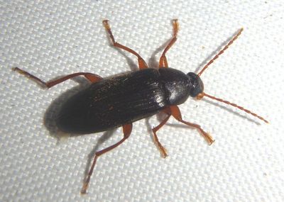 Hymenorus Darkling Beetle species