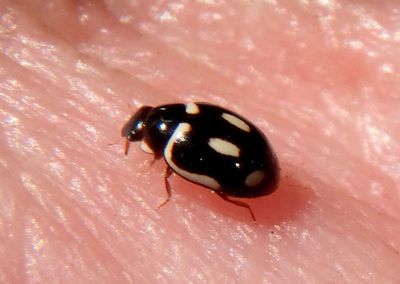 Hyperaspis trifurcata; Sigil Lady Beetle species