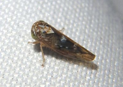 Idiocerus apache; Leafhopper species