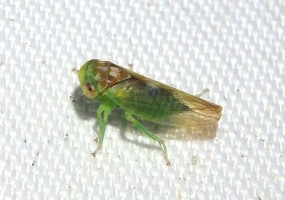 Idiocerus Leafhopper species