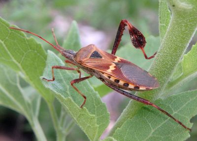 Leptoglossus clypealis; Western Leaf-footed Bug