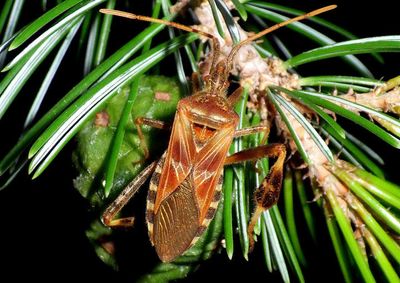 Leptoglossus occidentalis; Western Conifer Seed Bug
