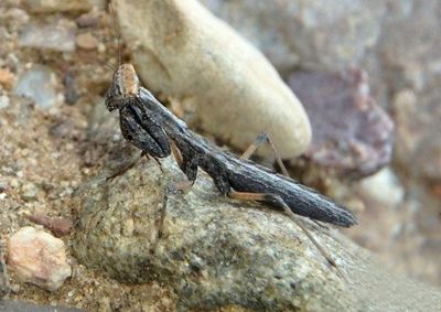 Litaneutria Ground Mantid species