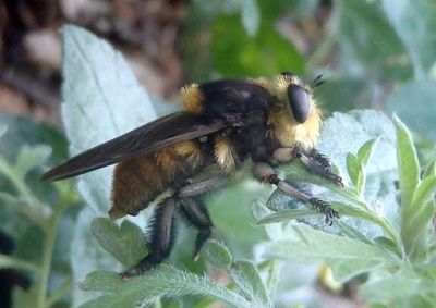 Mallophora fautrix; Bee Killer species