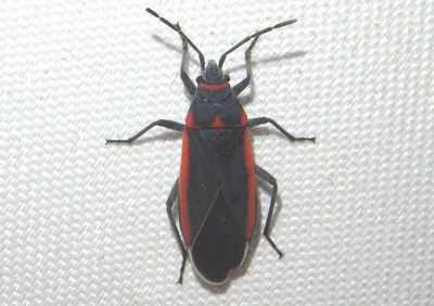 Melacoryphus lateralis; Seed Bug species