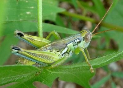 Melanoplus aridus; Arid Lands Spur-Throat Grasshopper; female