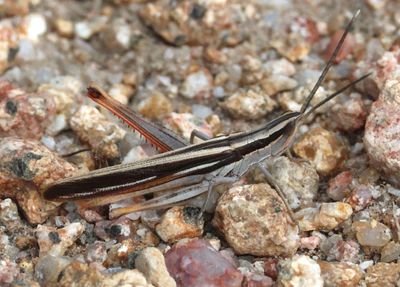 Mermiria texana; Texas Mermiria