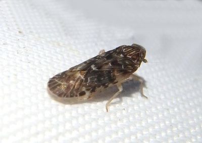 Momar maculifrons; Achilid Planthopper species