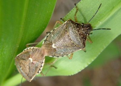 Mormidea cubrosa; Stink Bug species pair