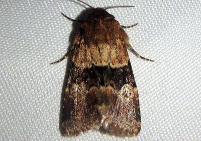 9590 - Properigea continens; Noctuid Moth species