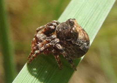 Ocrepeira Orb Weaver species