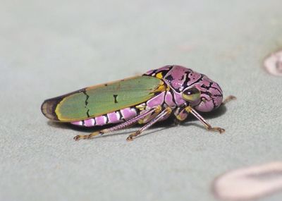 Oncometopia alpha; Sharpshooter species