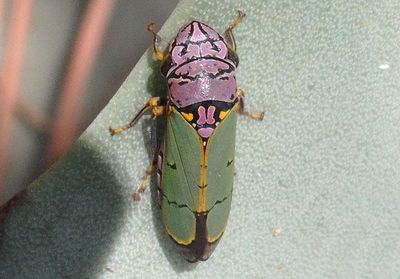 Oncometopia alpha; Sharpshooter species