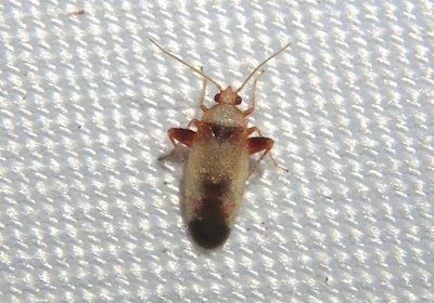 Parthenicus Plant Bug species