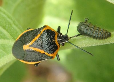 Perillus confluens; Predatory Stink Bug species