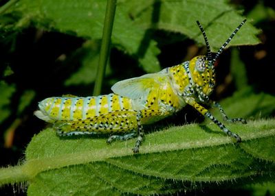Poecilotettix pantherinus; Panther-spotted Grasshopper nymph