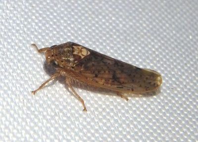 Ponana aquila; Leafhopper species