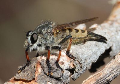 Promachus sackeni; Giant Robber Fly species; female