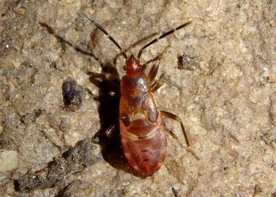 Rhyparochromidae Dirt-colored Seed Bug nymph species