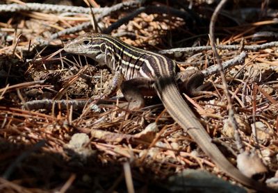 Sonoran Spotted Whiptail