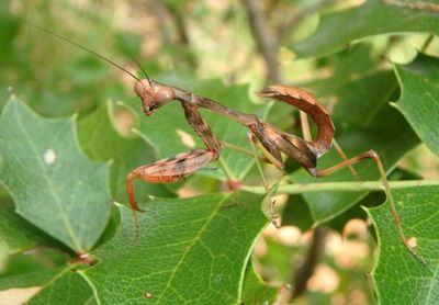 Stagmomantis Mantid species nymph