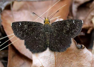 Staphylus ceos; Golden-headed Scallopwing
