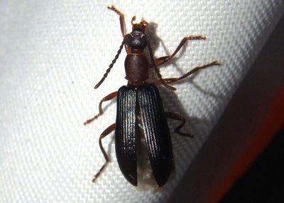 Statira Darkling Beetle species