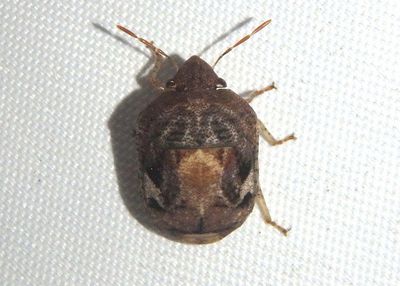 Stethaulax marmorata; Shield-backed Bug species