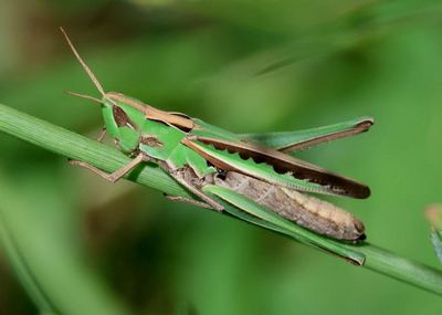 Syrbula montezuma; Montezuma's Grasshopper; female