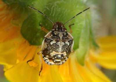 Thyanta Stink Bug species nymph
