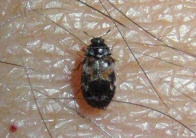 Trogoderma sternale; Carpet Beetle species; exotic