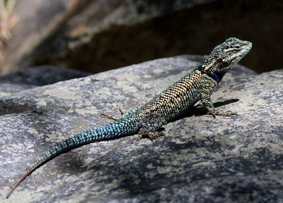 Yarrow's Spiny Lizard