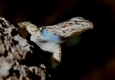 Yarrow's Spiny Lizard