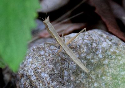 Yersiniops solitarius; Grasshopper Mantid species